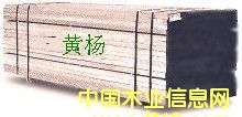 黃楊的詳細(xì)介紹
