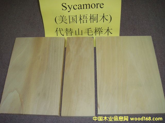 FSCͩľSYCAMORE