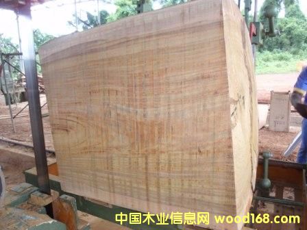 圓盤豆的詳細(xì)介紹
