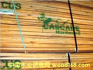 美國赤楊的詳細(xì)介紹