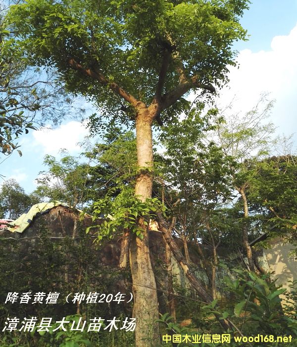 S棨20