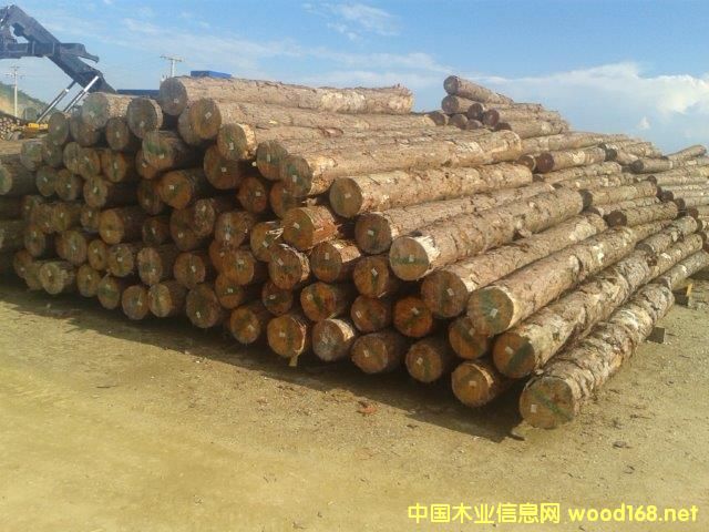 南方黃松的詳細(xì)介紹