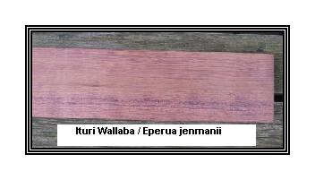 Ituri WallabaԔ(x)B
